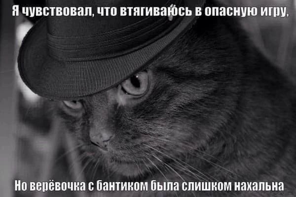Котоюмор на ЯП. Веселые кото-картинки!