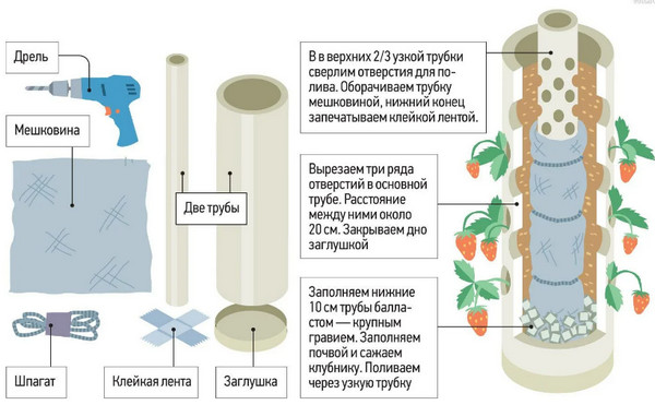 Интересный способ выращивания клубники