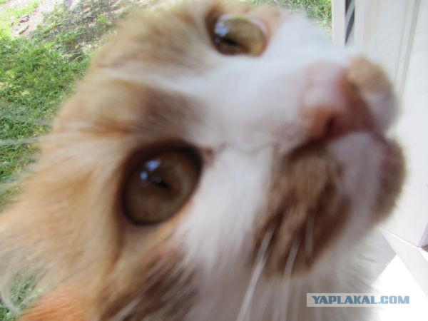 Котовторник 04.06.2013