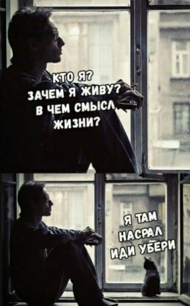Чем отличаются люди, у которых есть кошки, от людей, у которых их нет? Тест и его результаты