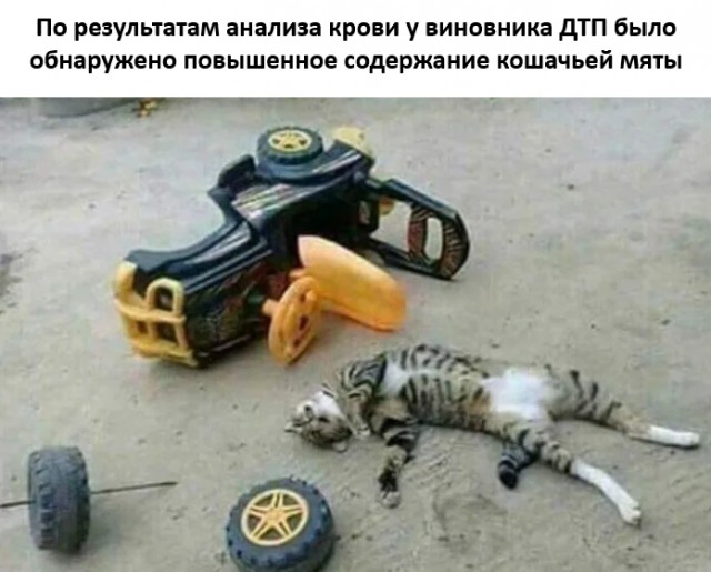 К котовторнику: подборка картинок-баянов с котиками и про котиков. Выпуск 20.