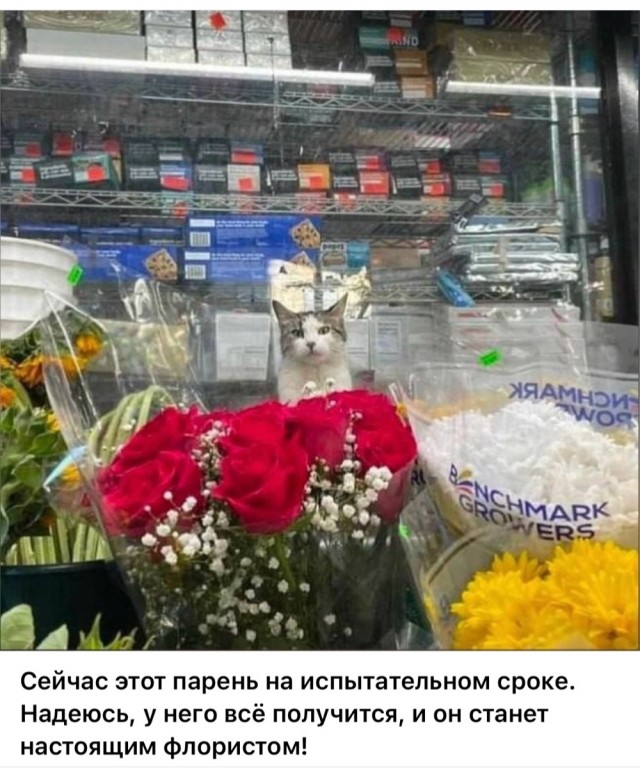 К котовторнику: подборка картинок-баянов с котиками и про котиков. Выпуск 27.