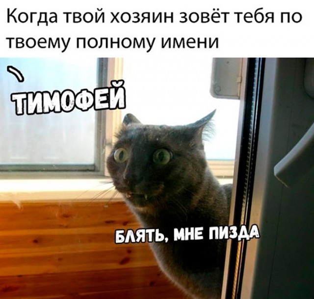 Шерстяные на снегу, пушистые на белом...