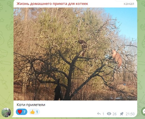 Жизнь домашнего приюта для котеек 574