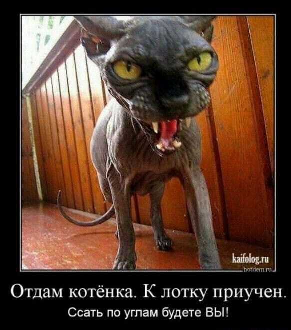 Канадец2