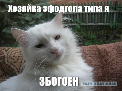 Потерялся белый кот в Ярославле!