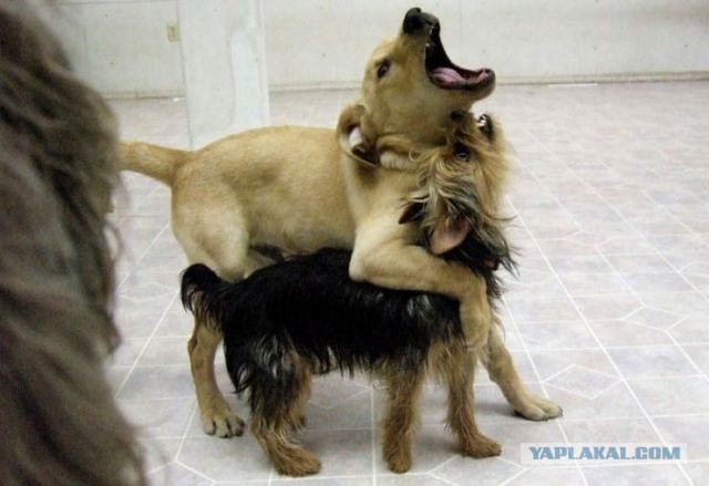 Весёлые картинки. Разбавим будни