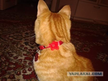 Пришёл котейка в гости