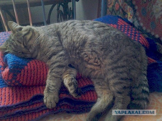 Котовторник 25.11.2014