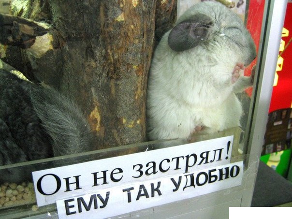 Животные ,которые застряли.