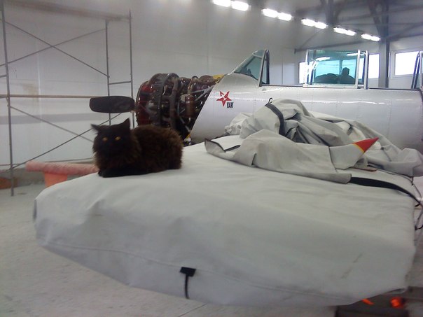 Война с котом.