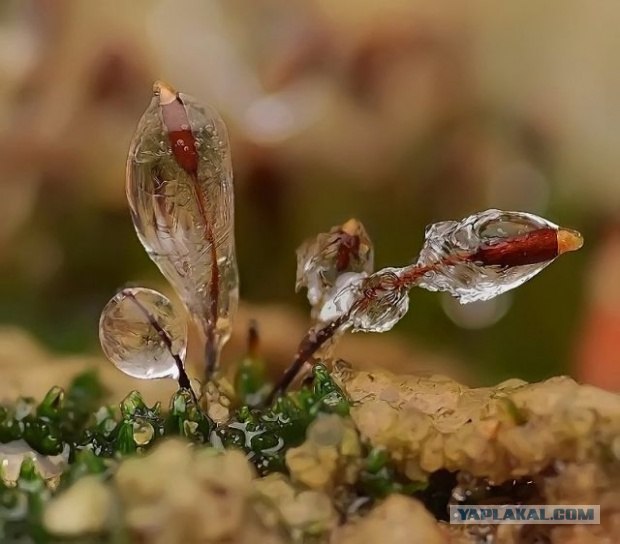 Ледяная зима