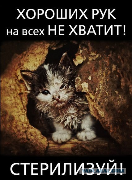 Реакция кота, очнувшегося после кастрации