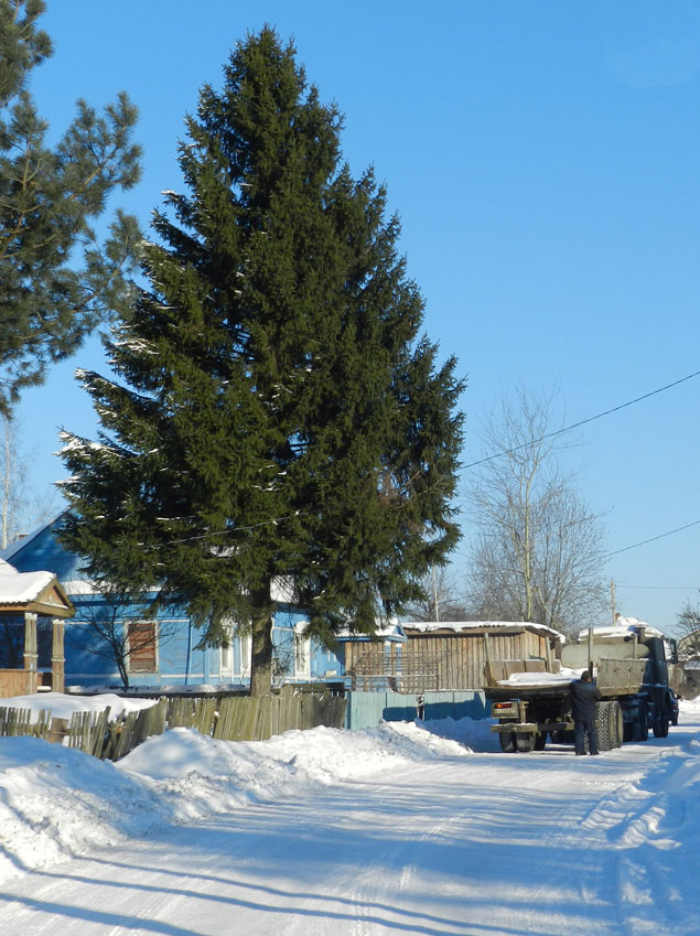 Елочная фаллометрия
