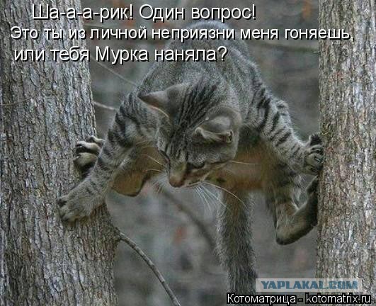 Собаки против котов