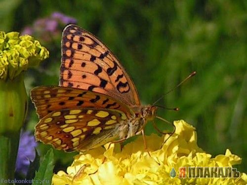 НАСЕКОМЫЕ. Мухи, бабочки, мотыльки, моль, и все летающие твари, пауки