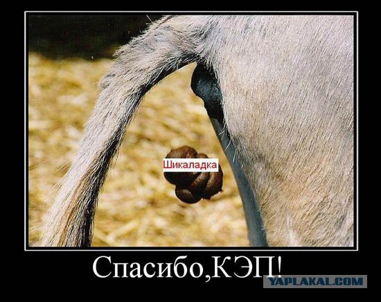 Злые шутки или минутка сарказма на ЯП-е, 16+