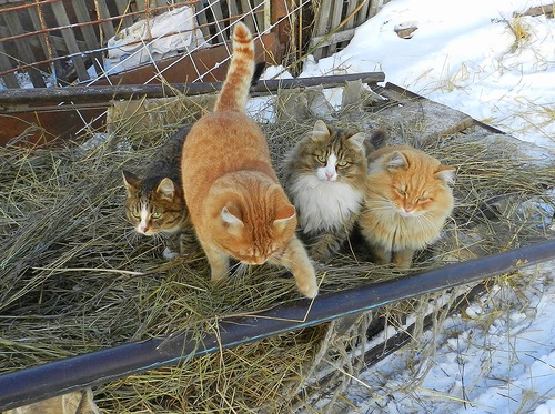 Загадка Незнакомки из Сены. Продолжение