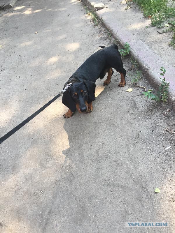 Верный друг охотника