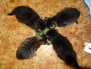 Котовторник. Алиса. Одно из лучших творений природы.