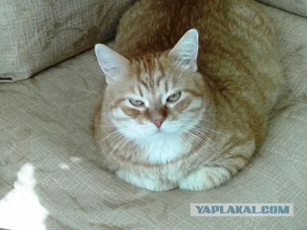 Котовторник 30.08.2016