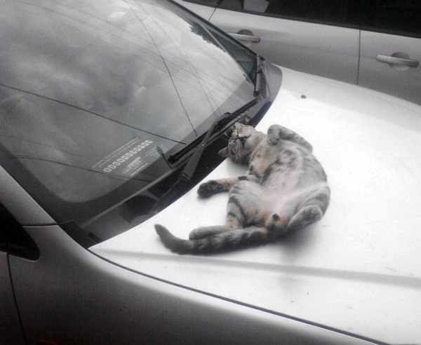 Коты из сети