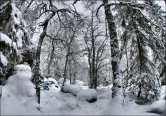 Девятиклассница замерзла в лесу в Удмуртии