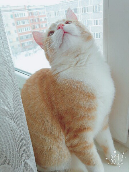 Коты и Кошки