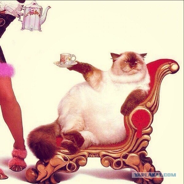 Картинки всякие для поднятия настроения!