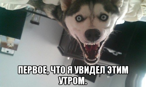 Подборка забавных животных