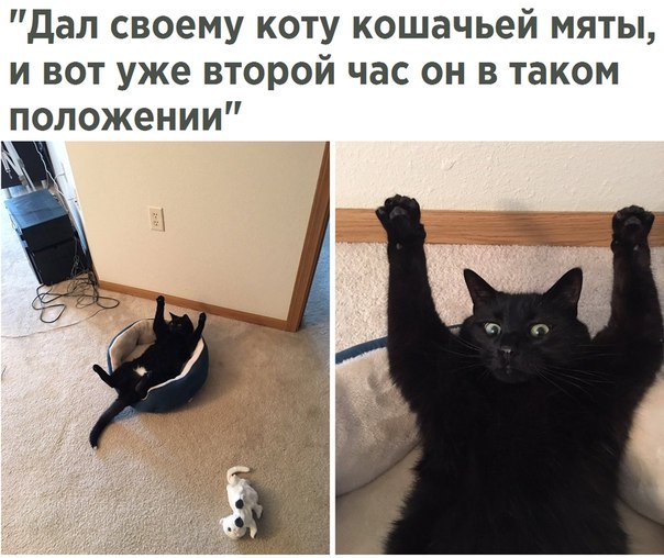 144 картинки для поднятия настроения!