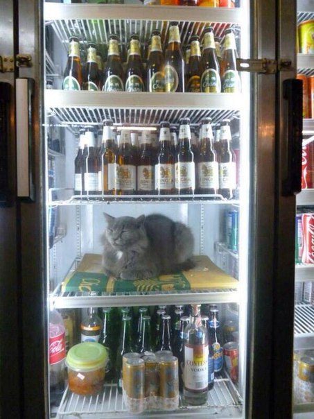 24 кота, которые подняли дерзость на новый уровень