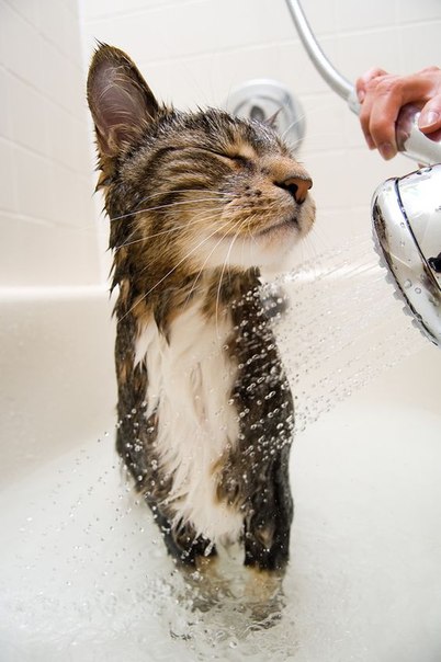 Коты и Кошки