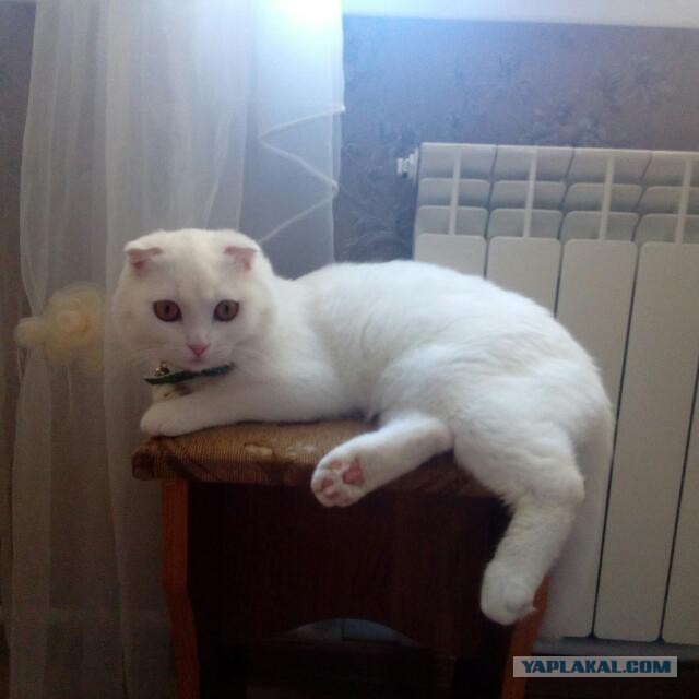 Котовторник