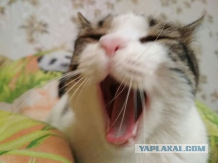 Котовторник 28.11.2017