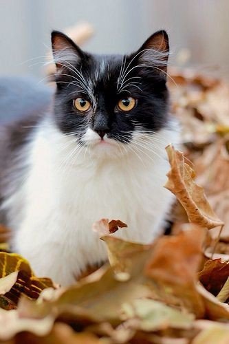 Прикольных котов пост