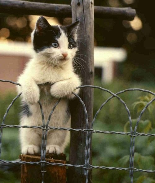 Фотобомбы котов
