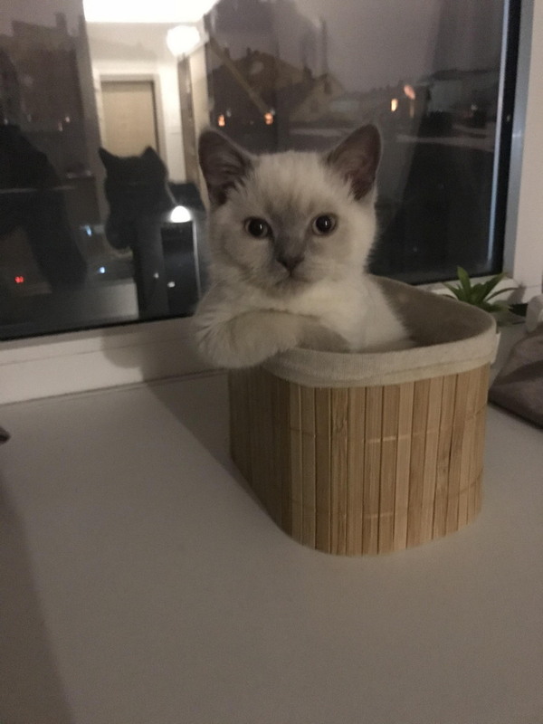 Прикольных котов пост