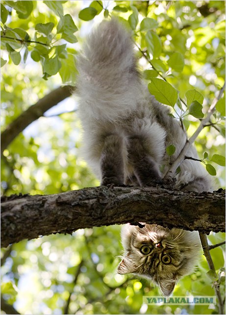Котовторник на ЯПлакалъ