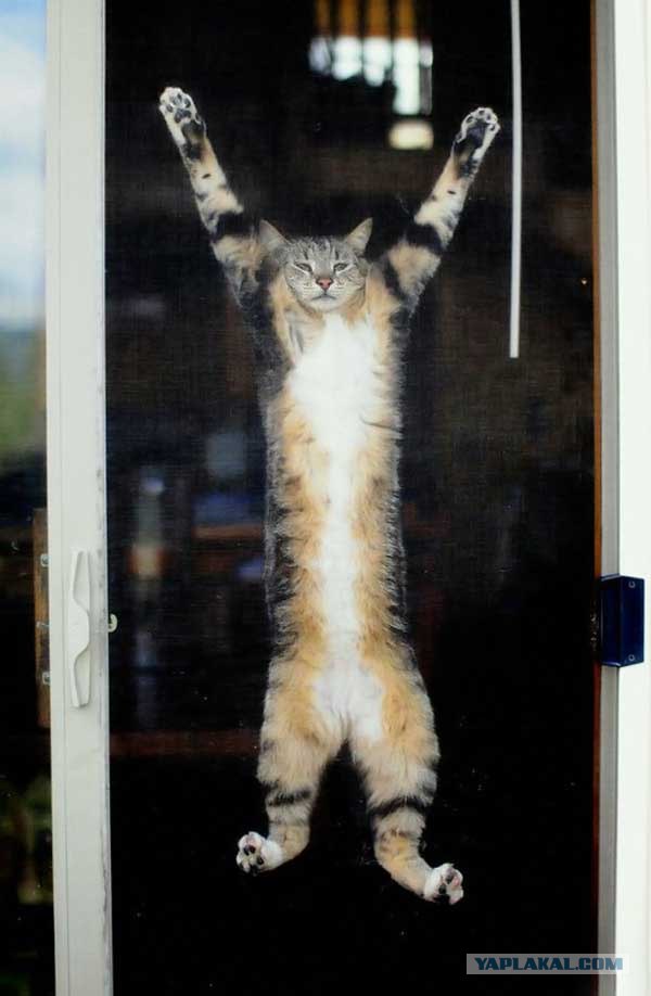 Котовторник на ЯПлакалъ: Кото и кто-то!