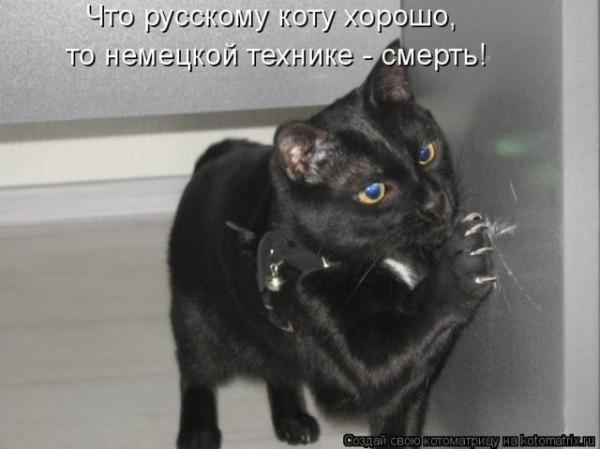Сегодня котовторник, а котиков все нет