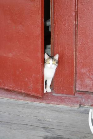 Котовторник стартует