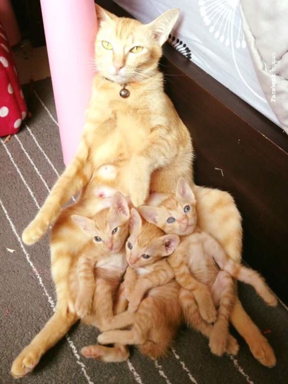 Прикольных котов пост