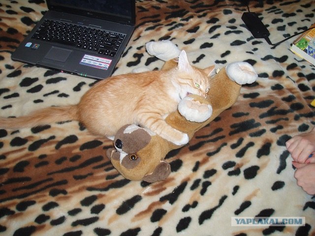 С котовторником !