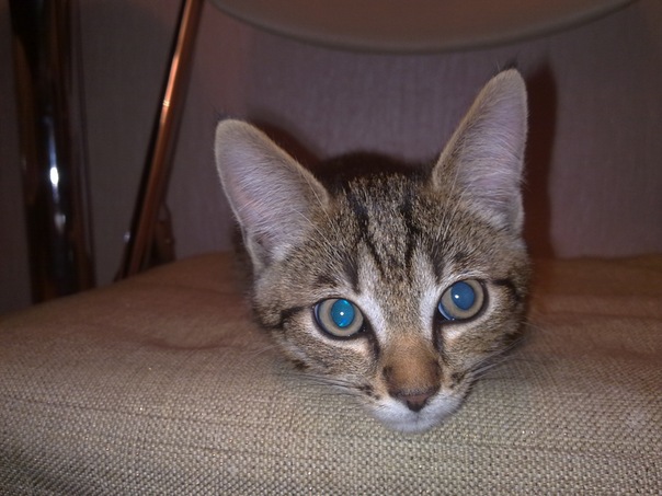 Котовторник (07.02.2012)
