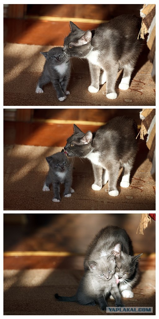 Котовторник 27.03.2012
