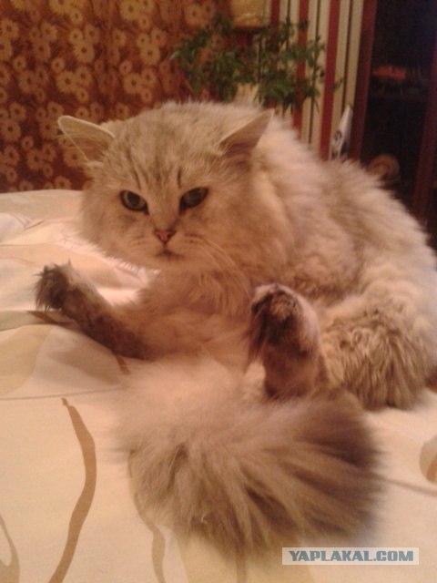 Котовторник (15.05.2012)