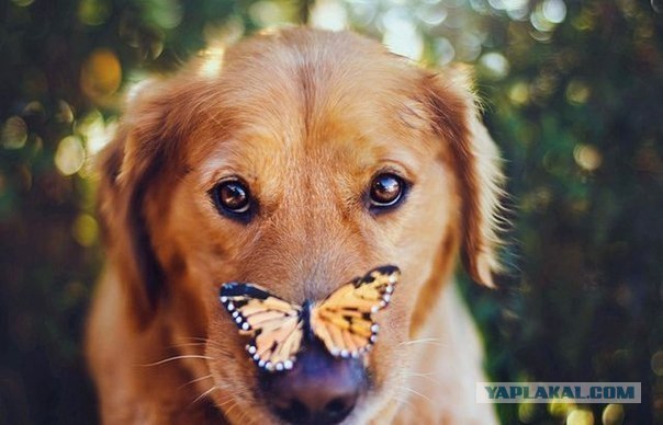 Собака — Улыбака :)