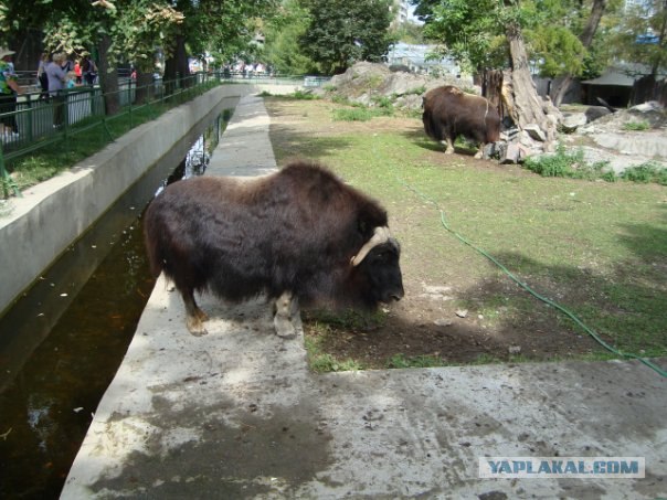 Московский зоопарк