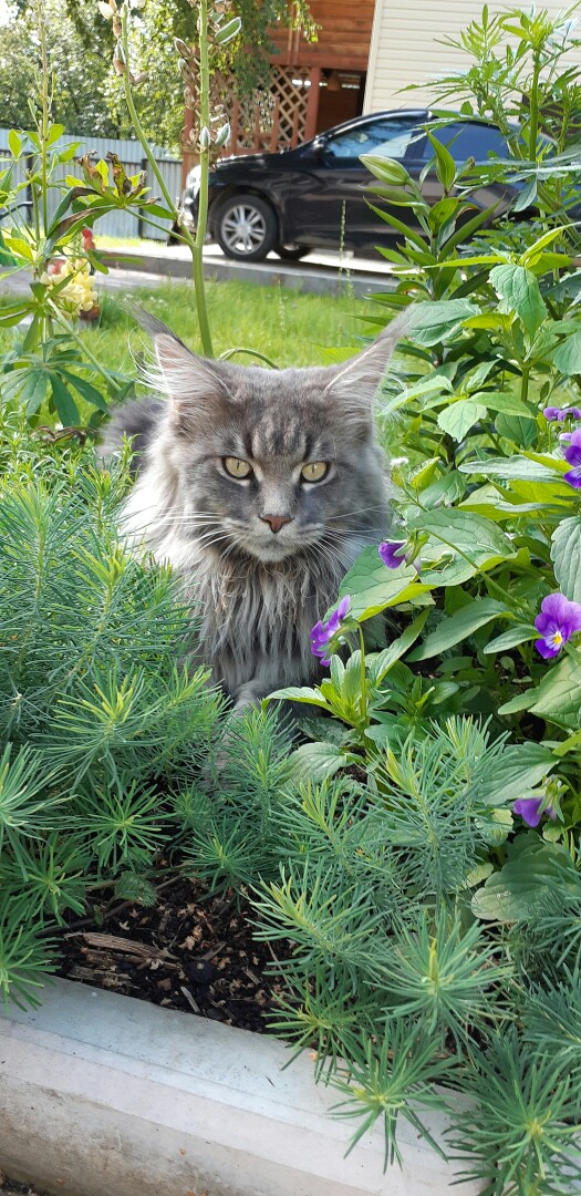 Котовторник! начнем? 04.06.19